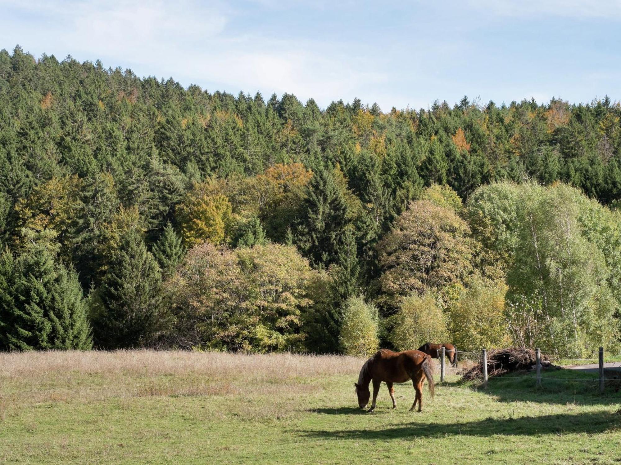 Cozy Holiday Apartment In The Black Forest Dachsberg im Schwarzwald Экстерьер фото